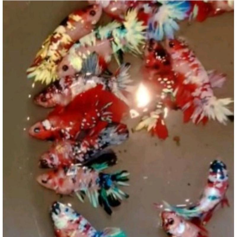 IKAN CUPANG MULTICOLOR BAHAN ASLI