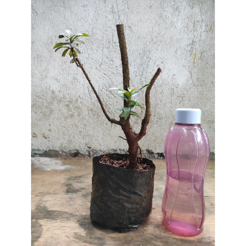 bahan bonsai asoka merah daun mikro