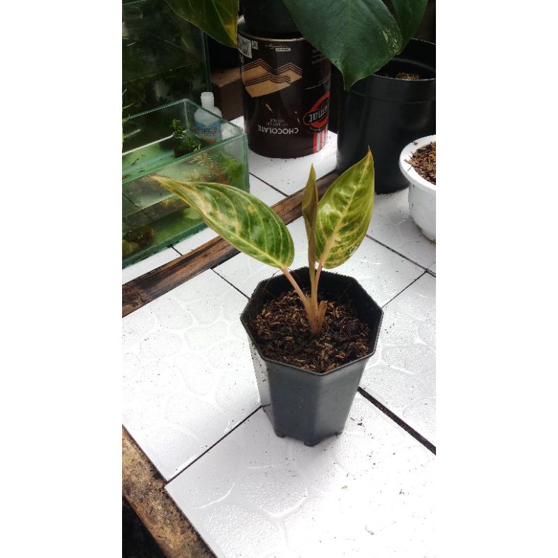 Aglonema Madam Suroyo Foto Asli - Aglaonema - Tanaman Hias - Bunga