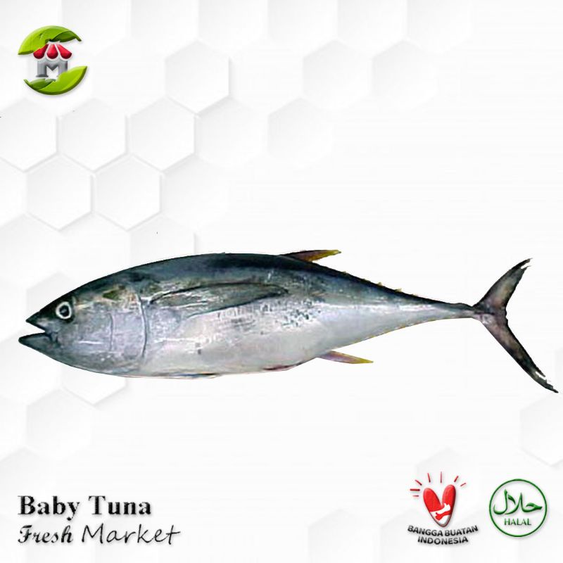 Ikan Baby Tuna 900gr - 1.000gr