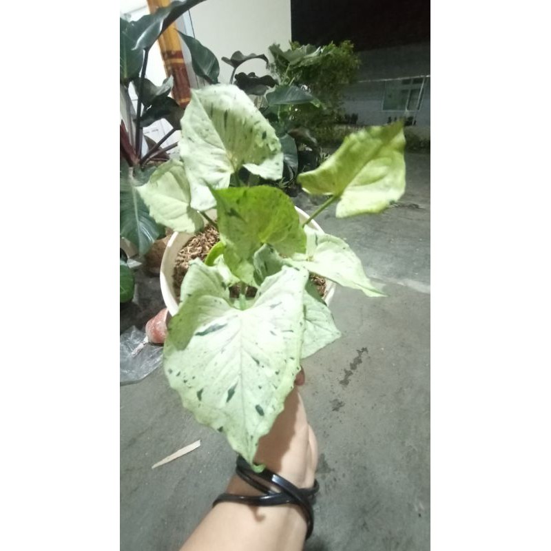 syngonium Green Splash