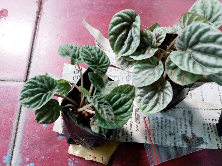 Tanaman Hias Paperomia Caperata Hijau
