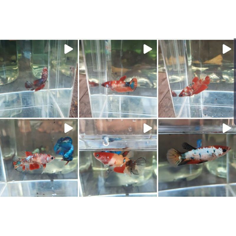 Plakat,giant,halfmoon,CT,Female/Nemo,candy,multicolor,yellowbase,copper,blacksamurai ikan cupang