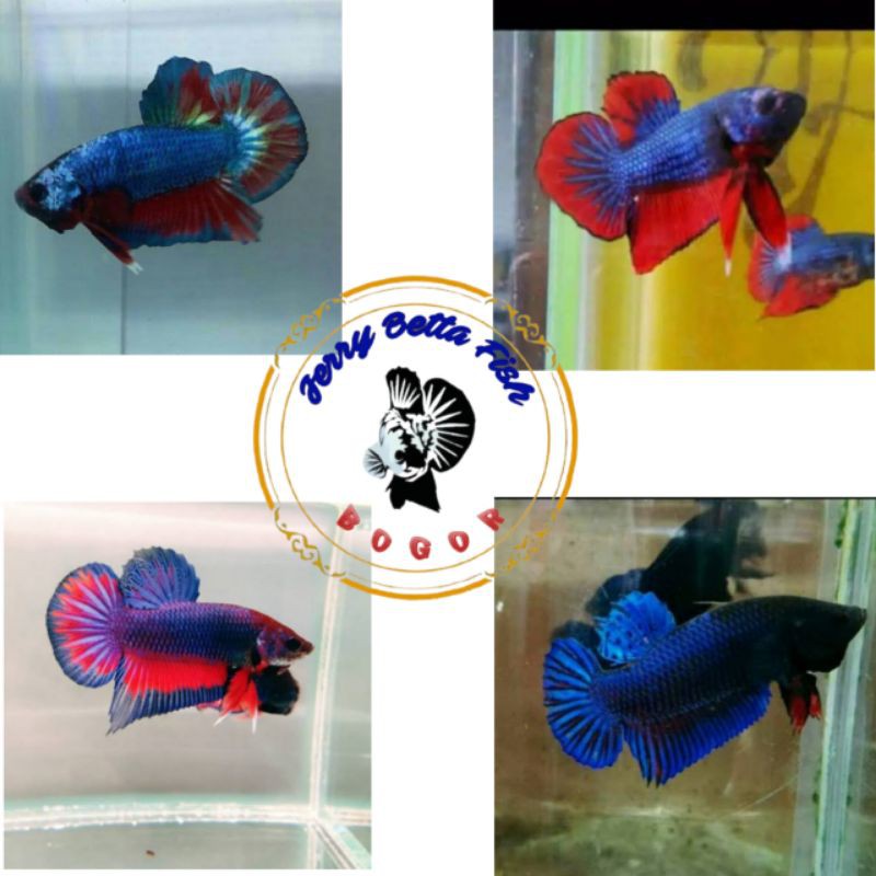 

ikan hias-cupang plakat jantan-size dewasa-harga per 1 ekor