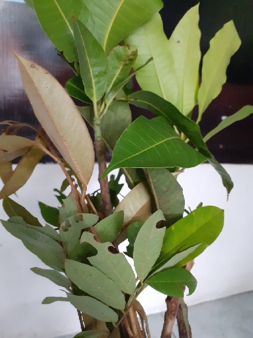 Bibit Kelengkeng Matalada