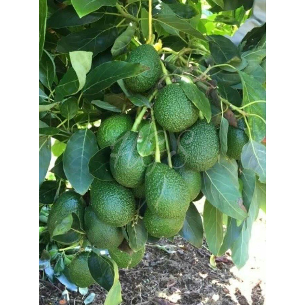 Grosir Bibit Tanaman Buah Alpukat Hass Australia Kw Asli