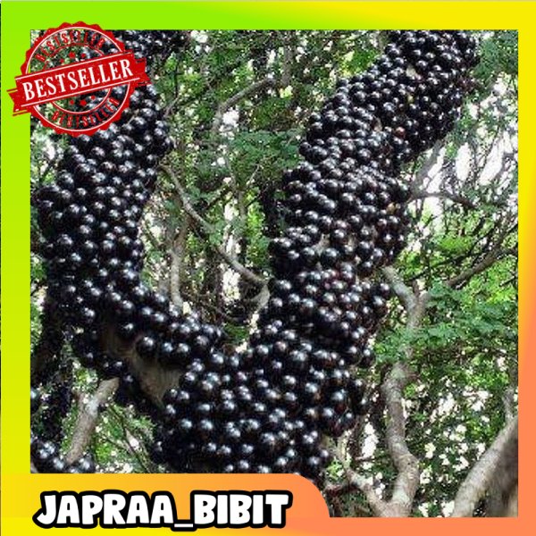 

Anggur Brazil Sabara