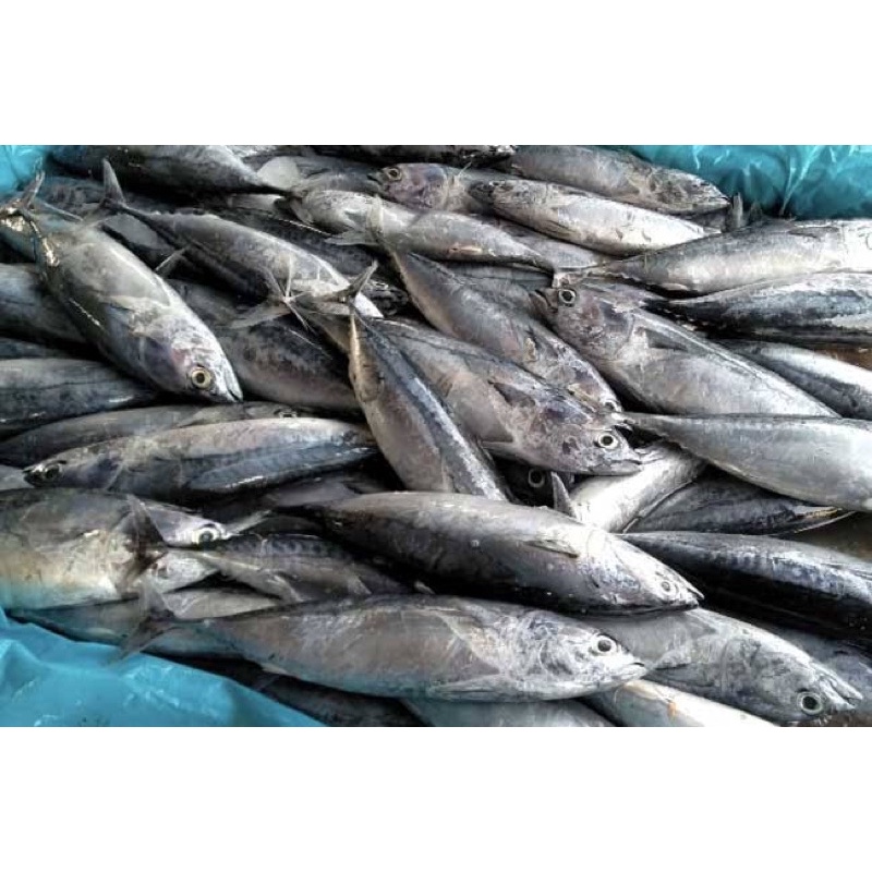 

Ikan tongkol segar (Ikan Fresh)