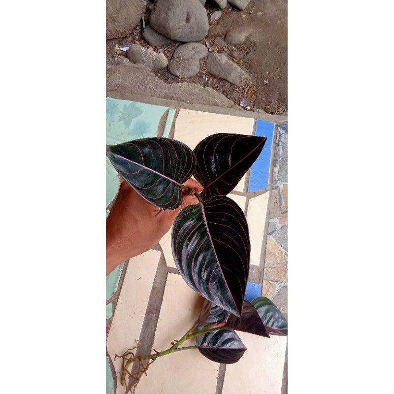 aglonema rotundum aceh daun 3 dewasa