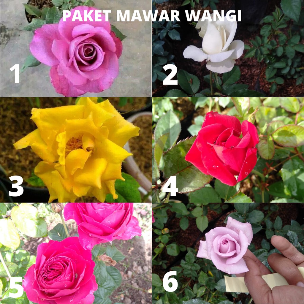 paket bibit mawar wangi berbunga