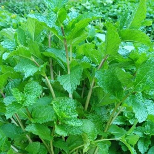 

daun mint segar 300gr