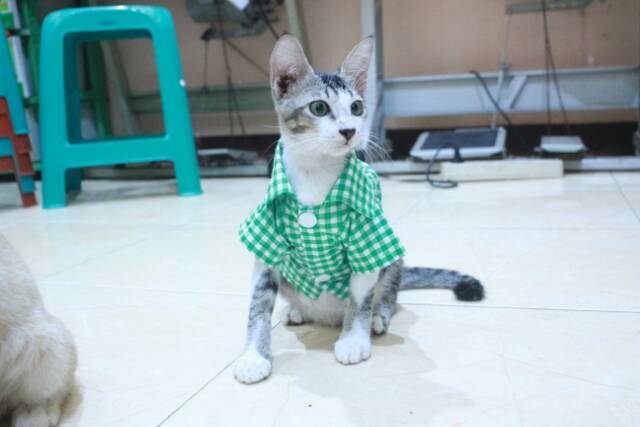 Kemeja kotak-kotak hijau lucu untuk kucing dan anjing size S M L XL / baju kucing murah