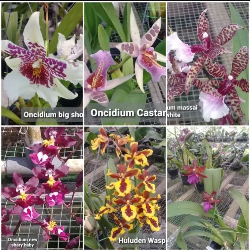 paket oncidium mix warna (isi 4 pohon)