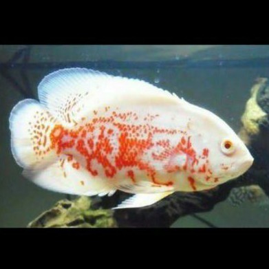 Oscar Red Tiger Albino Import Astronotus Ocellatus American Cichlid