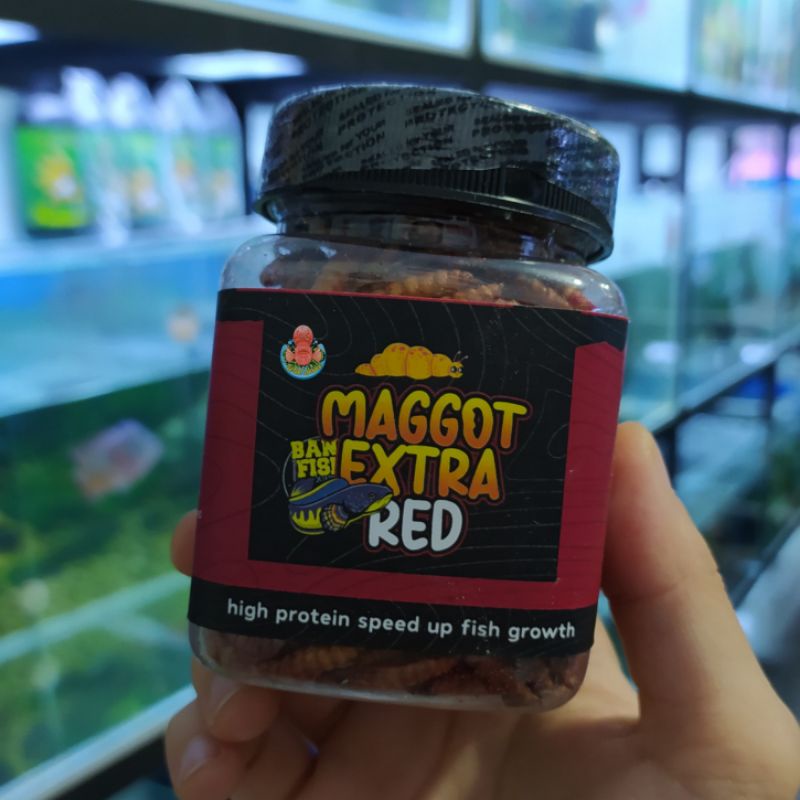 MAGGOT EXTRA RED 30gram - BANG FISH X FAJAR ARIEF PAKAN IKAN CHANNA MAKANAN PELLET AURANTI BLEHERI O