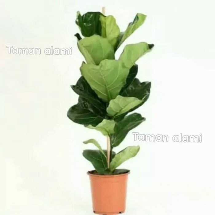 tanaman hias ketapang biola - pohon ketapang biola