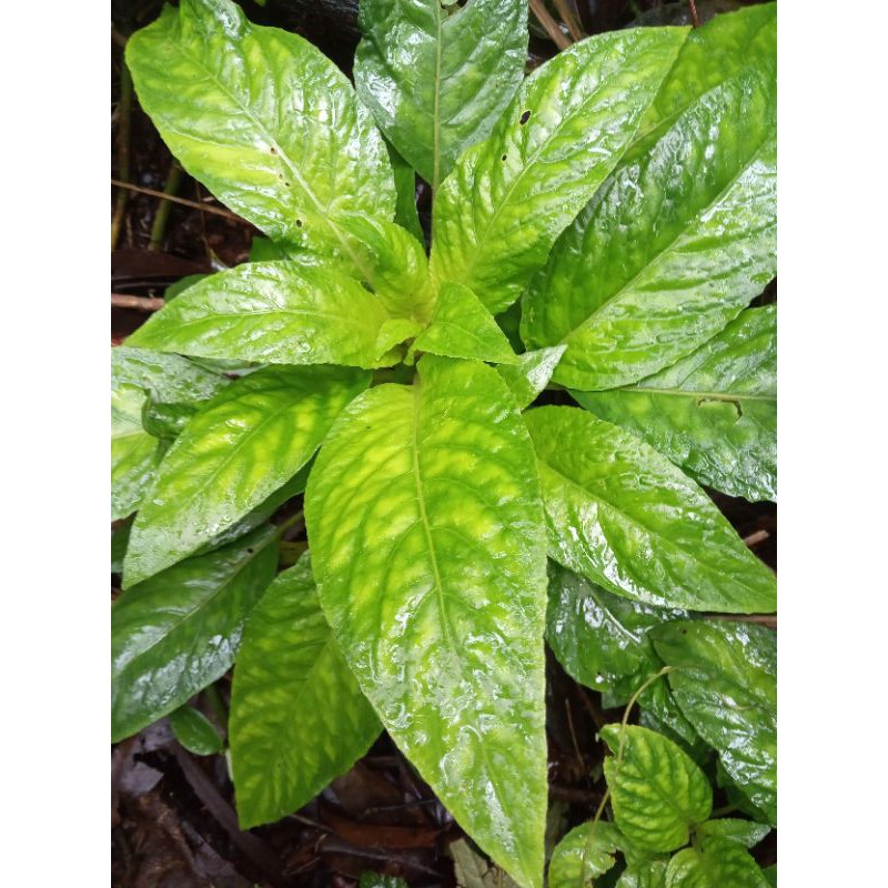 

daun rendeu lalapan segar 500 gr
