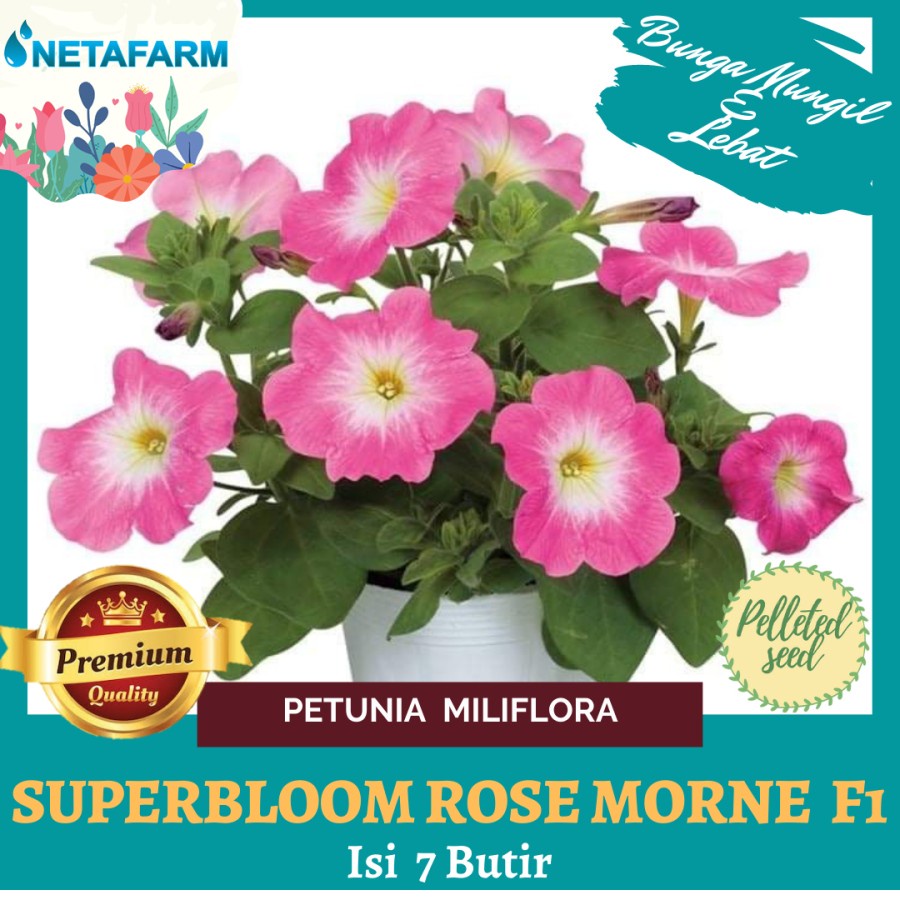 Benih Bibit Bunga Petunia Miliflora Superbloom Rose Morne F1 - 7 Butir