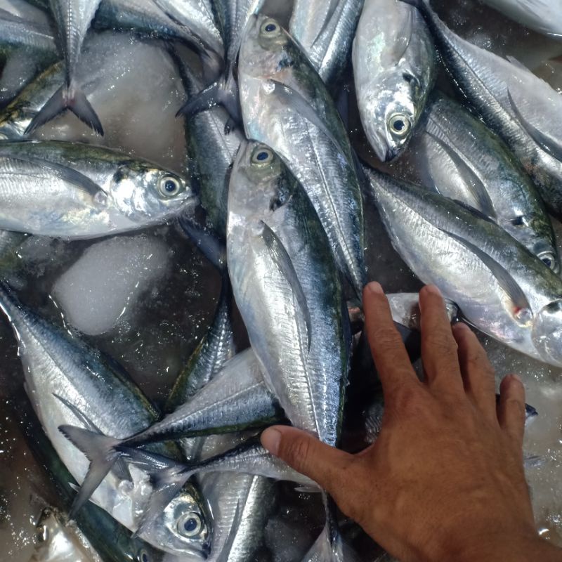 

Ikan Tengkek size 4-5 1kg