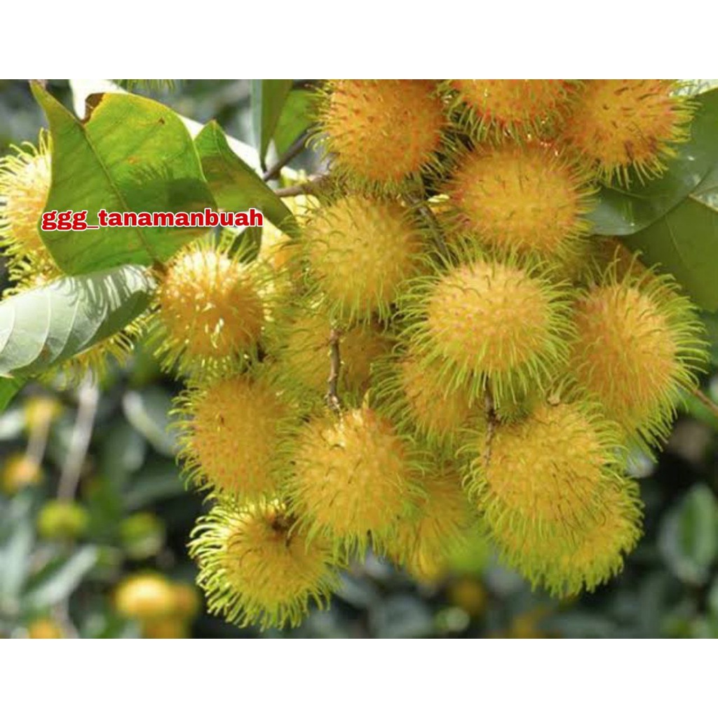 Bibit Rambutan Gading Kuning Asal Okulasi