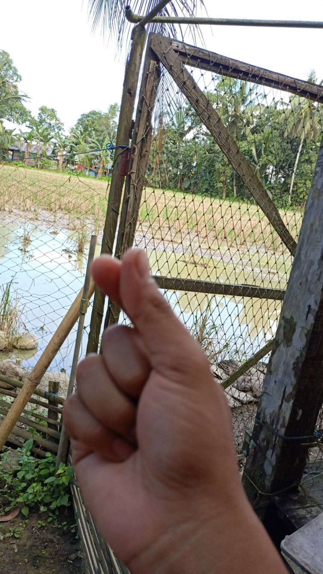 Explore 250ec  250ml (fungisida+zpt)