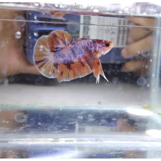 Cupang Nemo