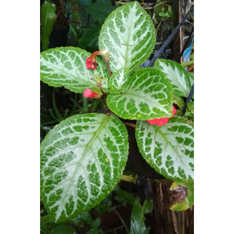 episcia hijau