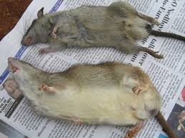 Racun Tikus Ramtus Asli Alami Mati Kering Tidak Bau Pembasmi Pengusir Tikus Super Paling Ampuh 2pack