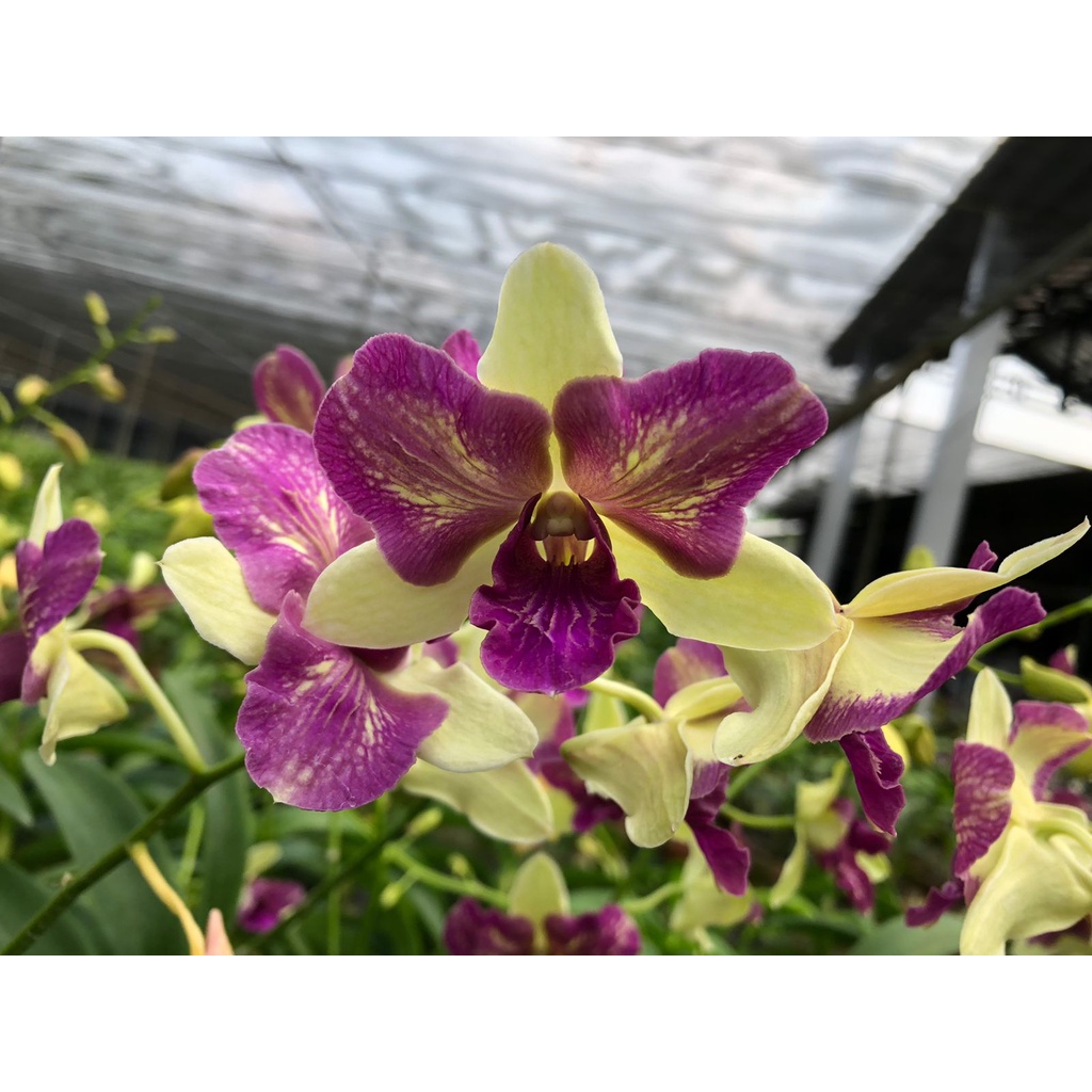 Arindang Three Lips Jumbo
