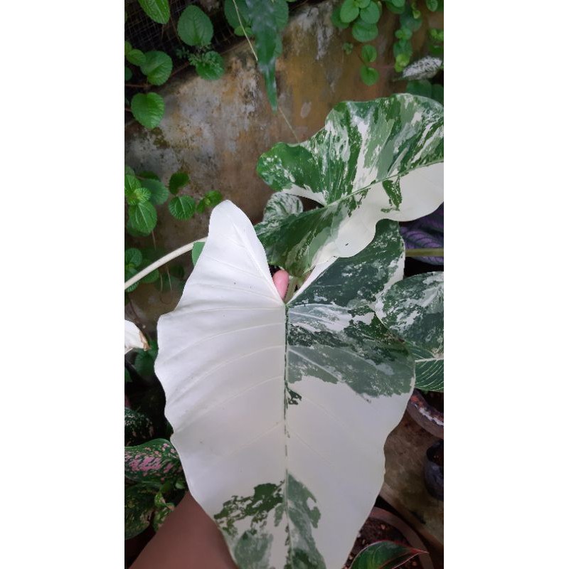 Alocasia Variegata / keladi variegata