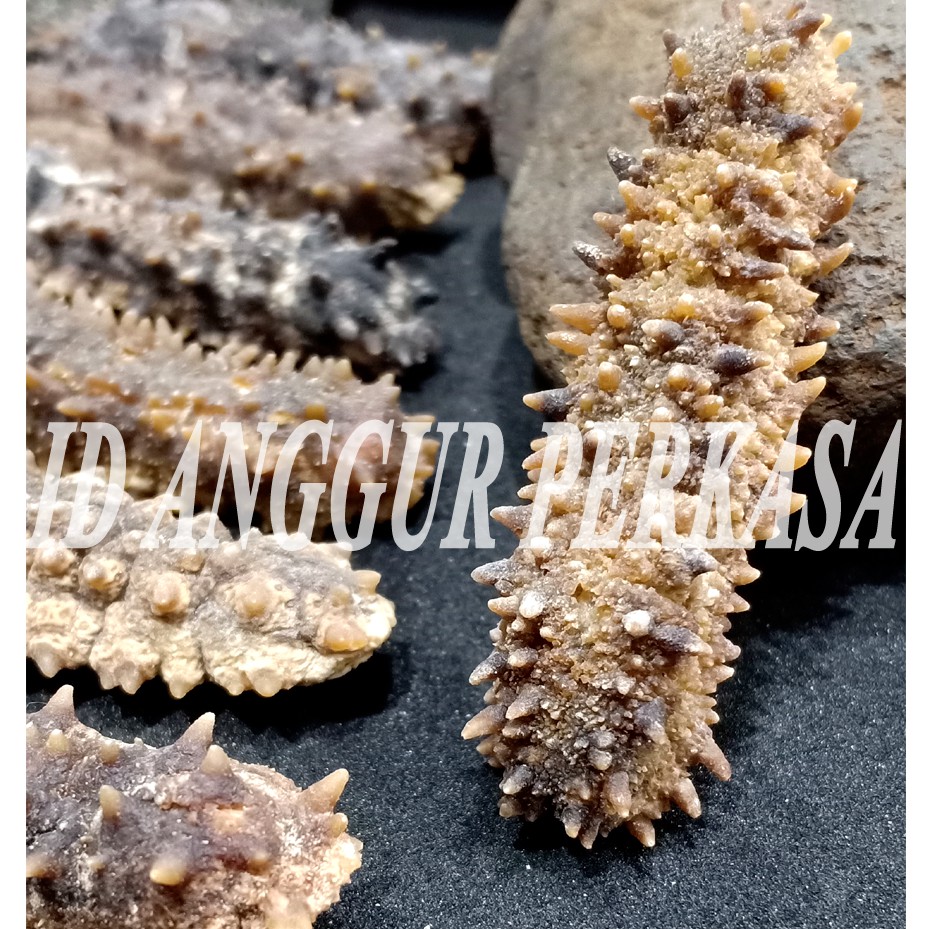 

100GR TERIPANG DURI / GAMAT DURI / HAISOM DURI - KUALITAS PREMIUM