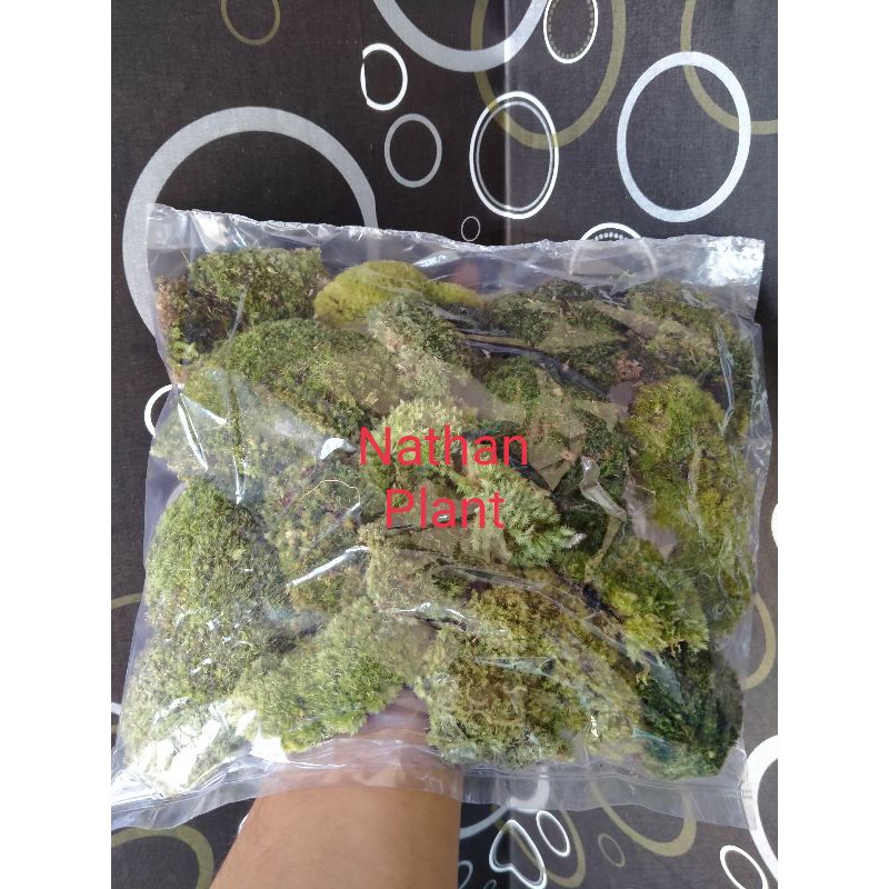 Lumut Pohon Pinus Moss Hidup Hijau Murah