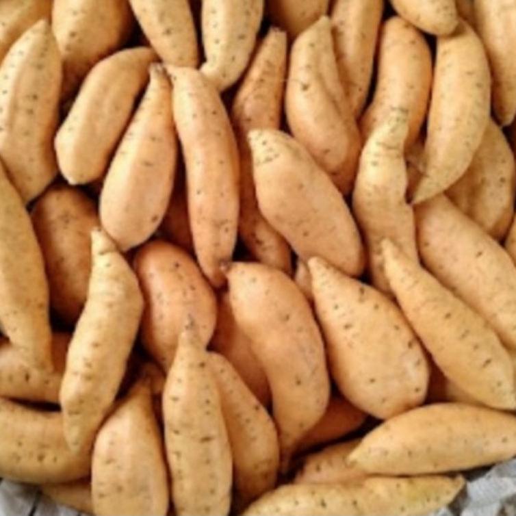 

Promo ||f12➸ Ubi cilembu madu per : 1KG