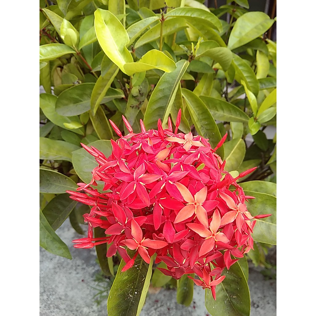 Bunga Asoka Kembang Asoka Jungle Flame King Asoka Ixora Coccinea L Minimal Order 10 Pohon Shopee Indonesia