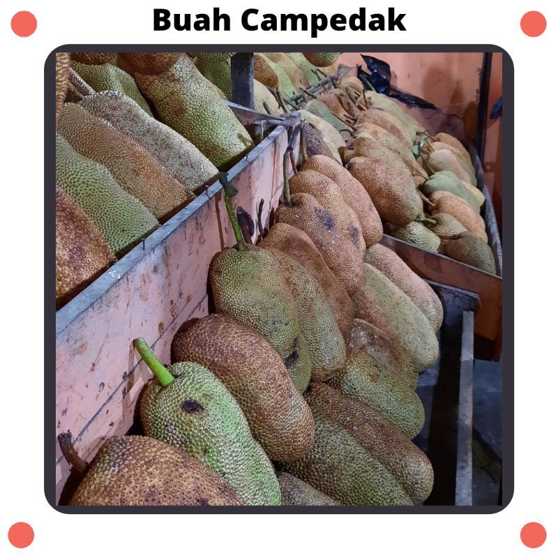 

Buah Campedak Jonggol Bogor || Campedak Teh Mae Cileungsi