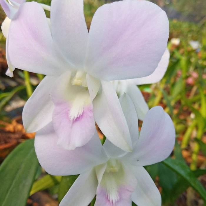 Anggrek Dendrobium Hyvbrid Pink Happy Dewasa terbaru