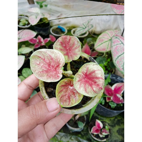 Keladi Veafra anakan ori Thailand