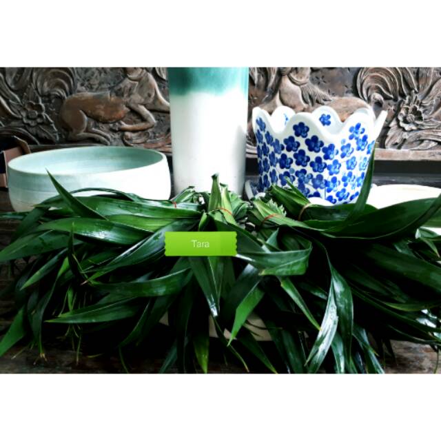 

Daun Suji Segar Dipetik Langsung dari Kebun