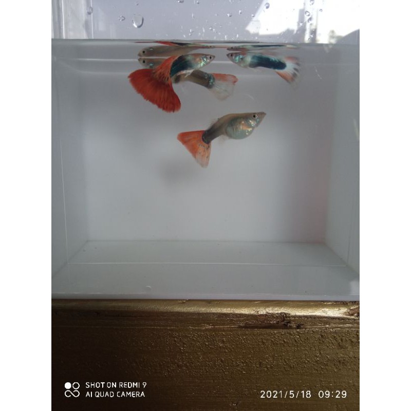 ikan gupy hb red dan blue