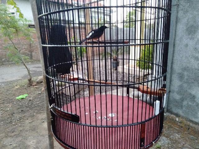 Diameter Tangkringan Murai Batu