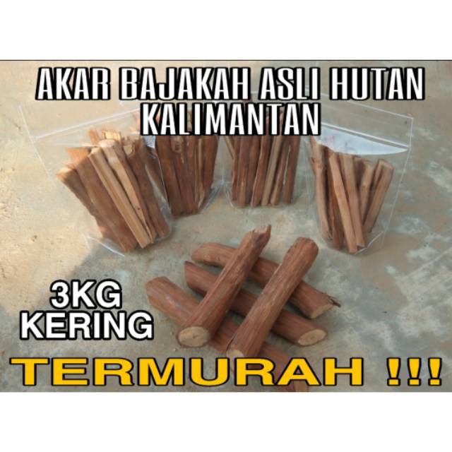 

AKAR BAJAKAH TUNGGAL ASLI HUTAN KALIMANTAN 3KG