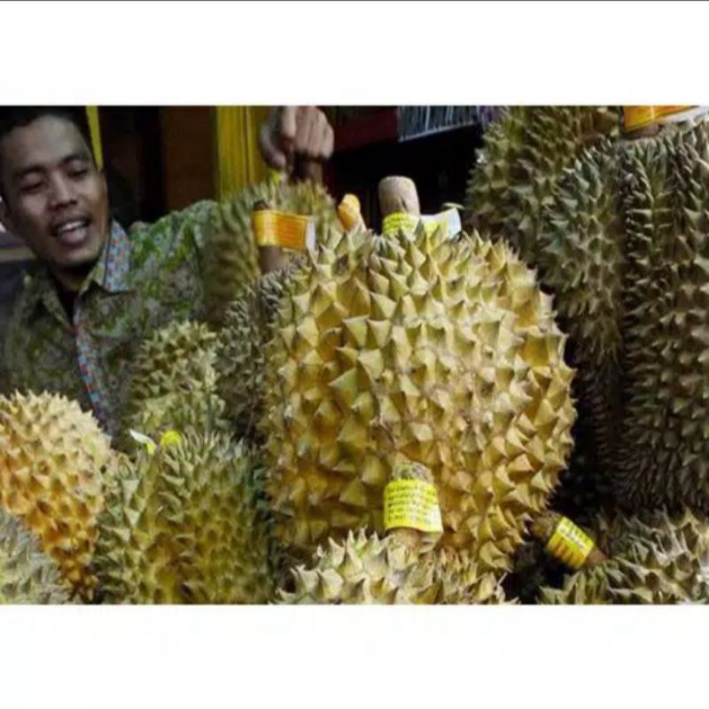 Bibit durian montong super unggol