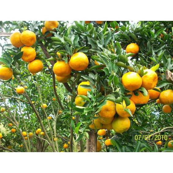 P0N Caps Bibit Tanaman Buah Jeruk Manis Baby Cint Inp0Rt