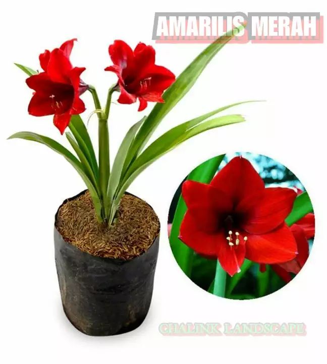 bunga amarilis/ Bakung tanaman bunga bakung / bunga amarilis