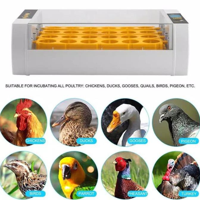 Inkubator Mesin Penetas Telur otomatis burung ayam merak punyuh unggas | Makanan Burung