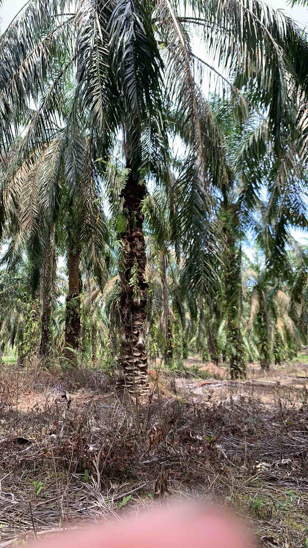 Isolasi Listrik Nitto Kuning / Yellow Electrical Tape 20 Meter Original Lakban Berkualitas Terbaik