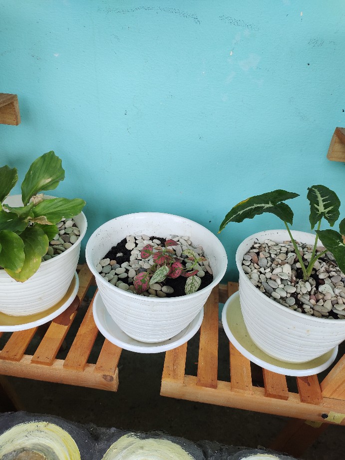 Tanaman Hias Keladi Wedlandi