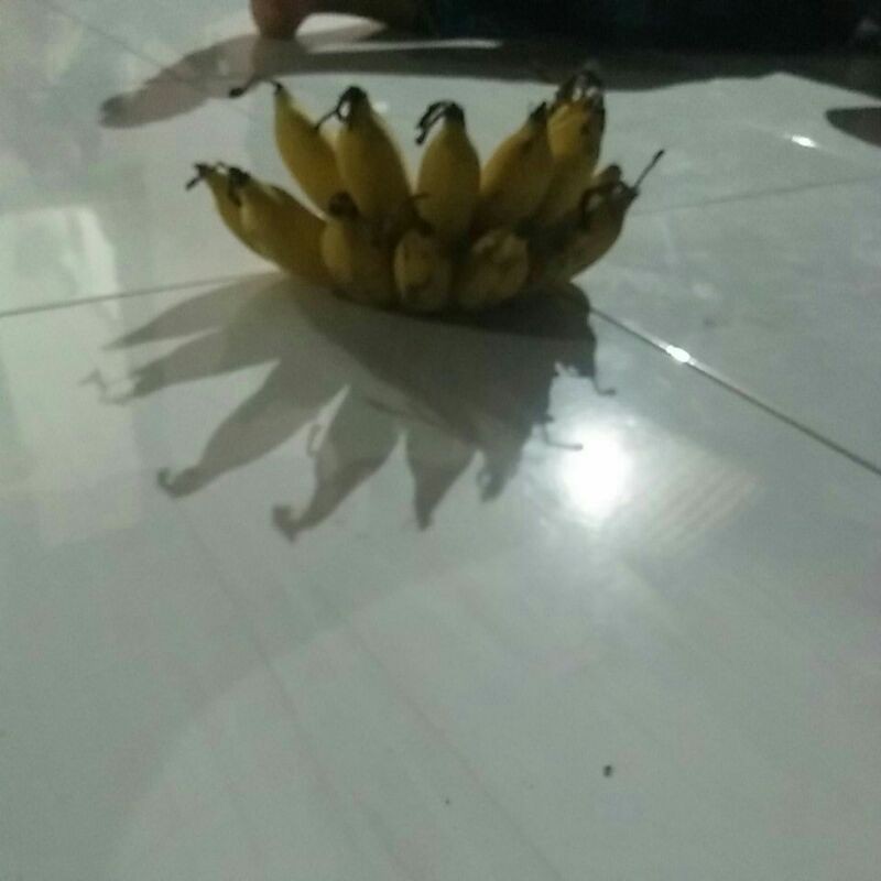 

pisang ajaib