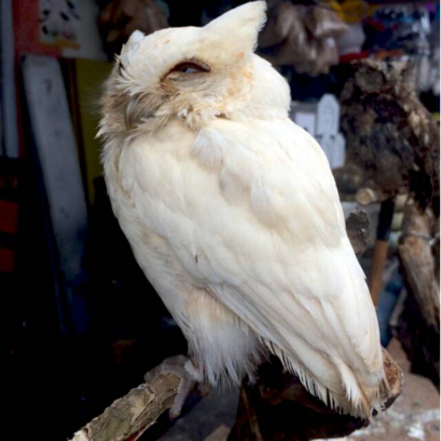 81 Gambar Muka Burung Hantu Hitam Putih HD Terbaik