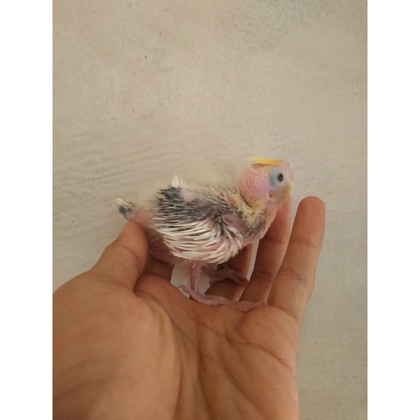 LOLOHAN PARKIT AUSTRALIA